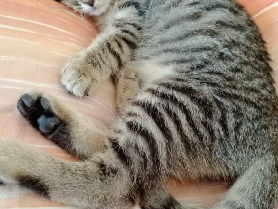Adotta un gatto, taglia non valida, maschio, Cuneo
