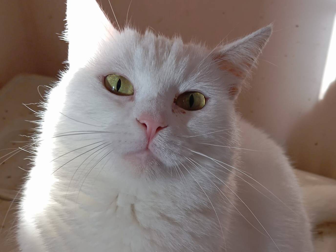 Adozione gatto, femmina, Razza sconosciuta Razza sconosciuta, 5 anni, taglia non valida, Milano