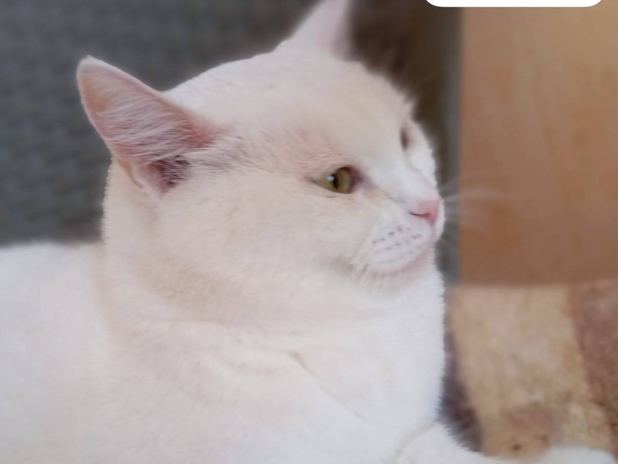 Adotta un gatto, femmina, 5 anni, Milano