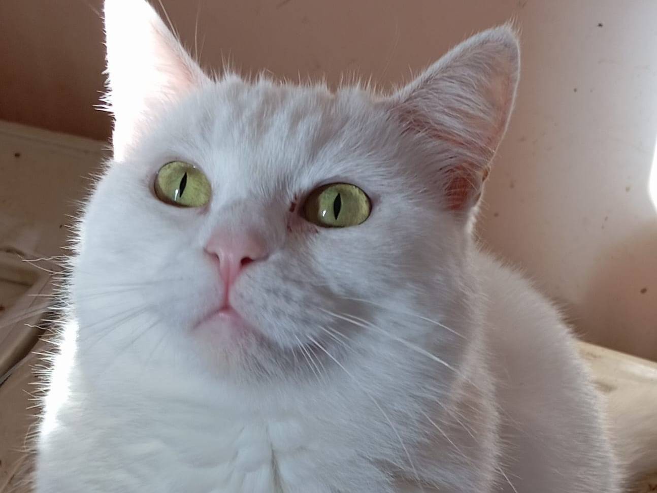 Adotta un gatto, taglia non valida, femmina, Milano
