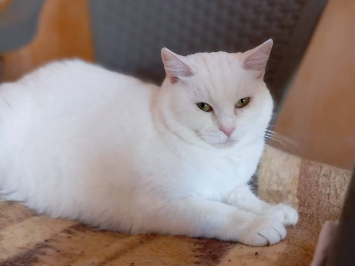 Vuoi adottare un gatto a Milano?