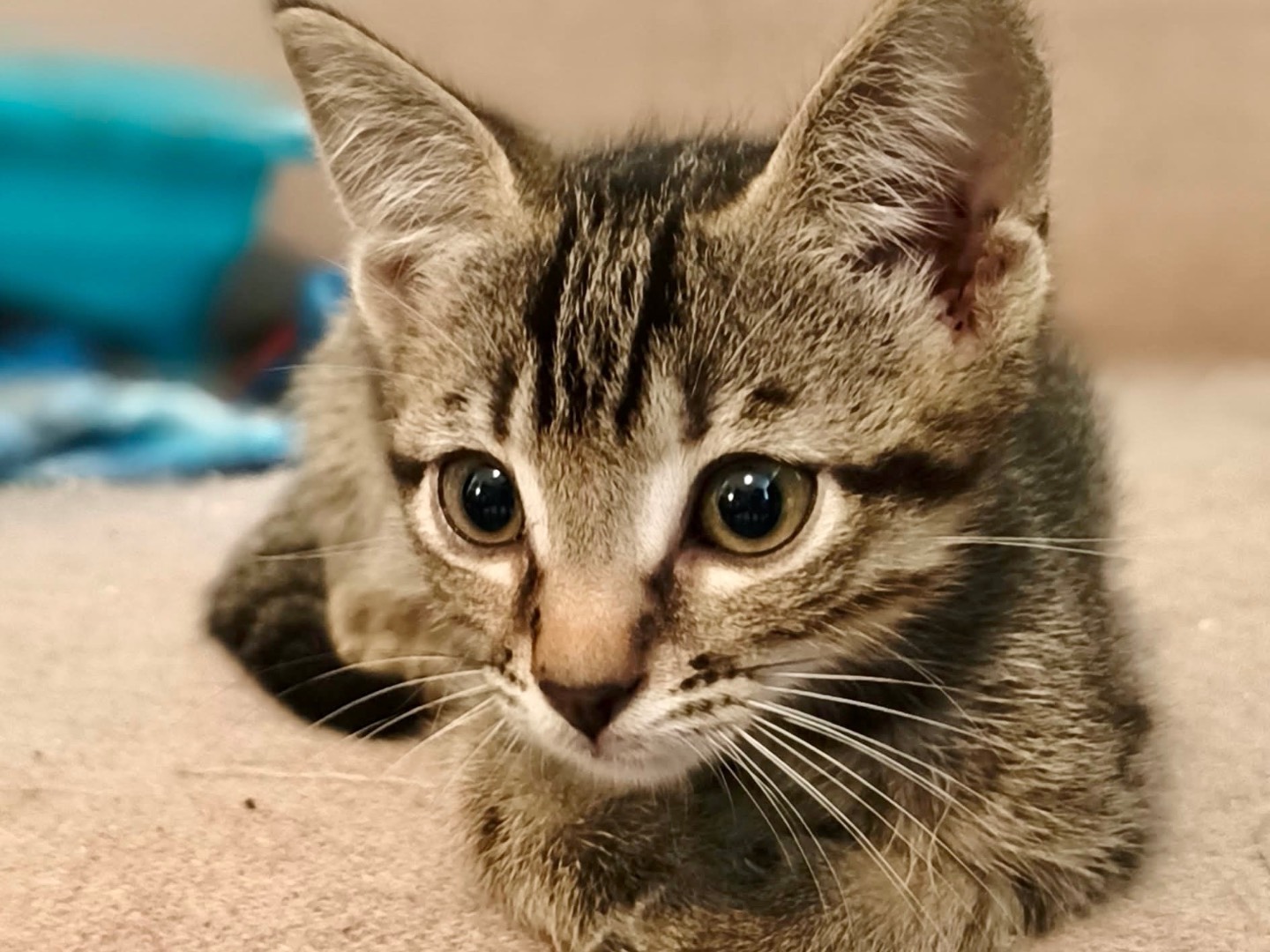 Adozione gatto, maschio, Razza sconosciuta Razza sconosciuta, 1 mese, taglia non valida, Latina