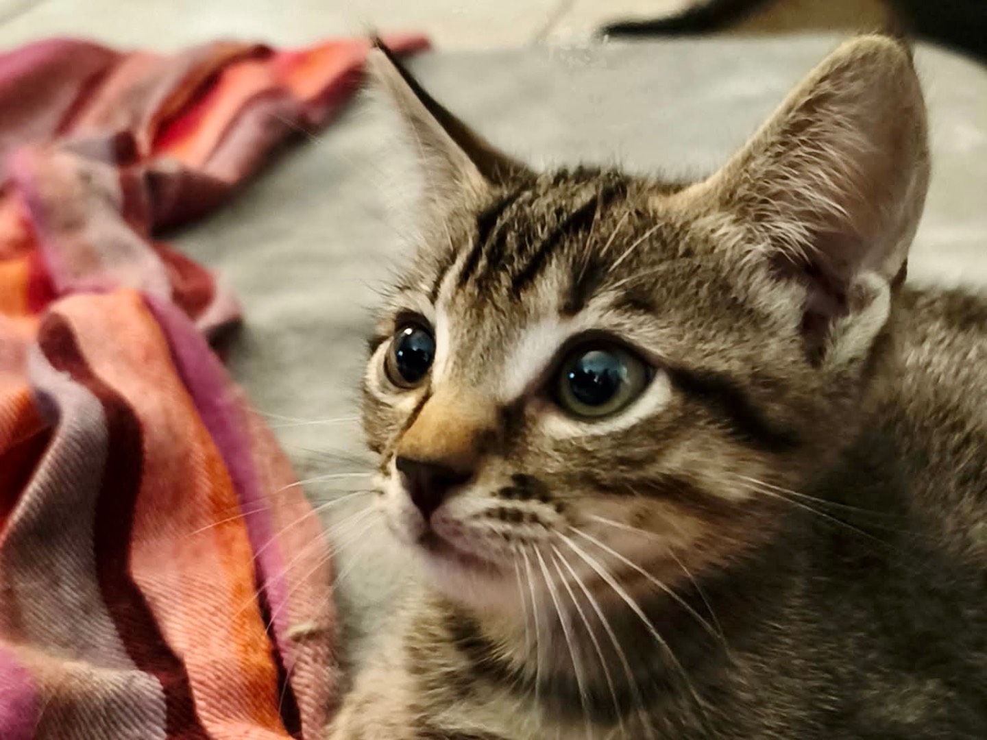Adotta un gatto, maschio, 1 mese, Latina