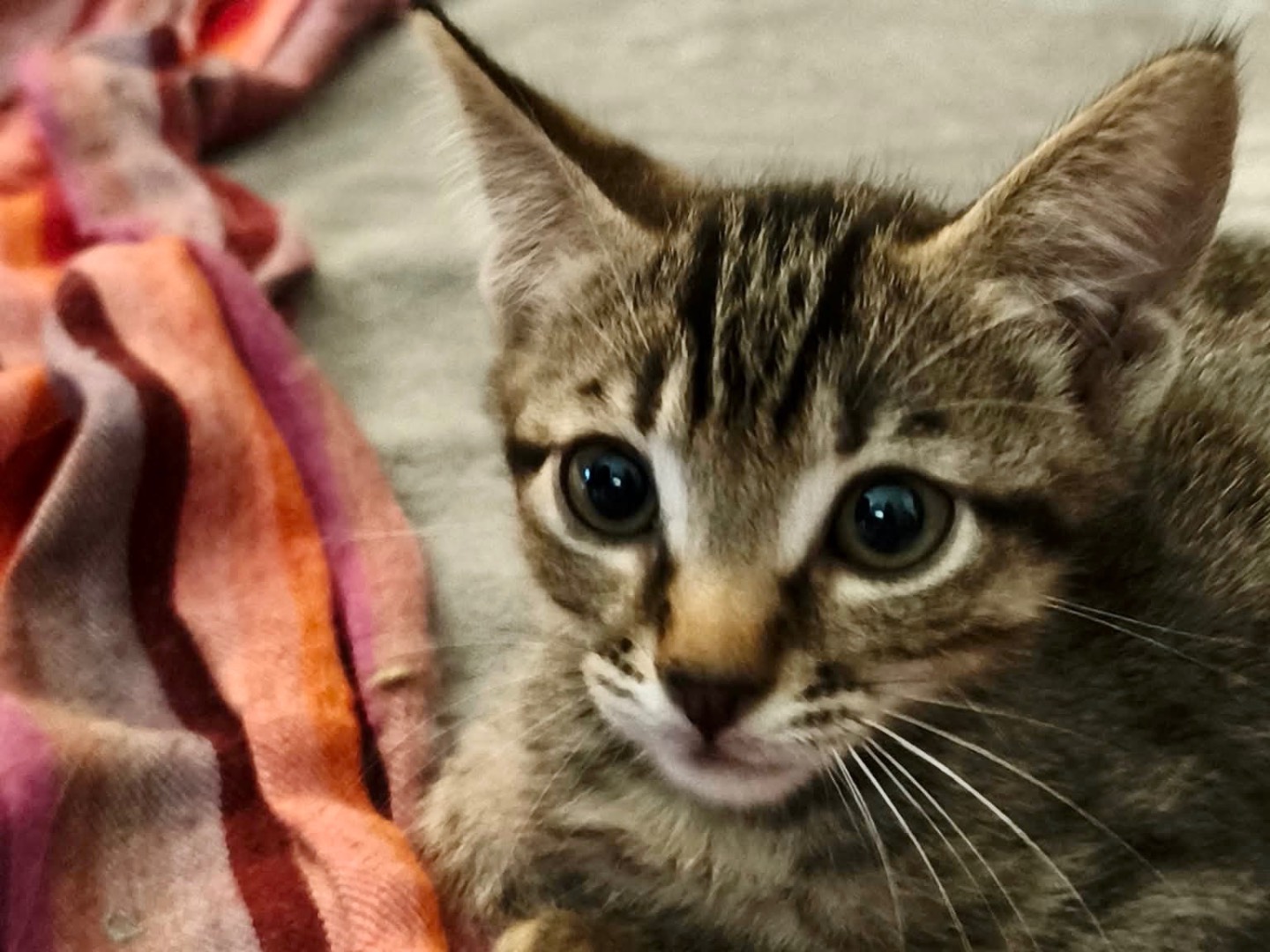 Adotta un gatto, taglia non valida, maschio, Latina