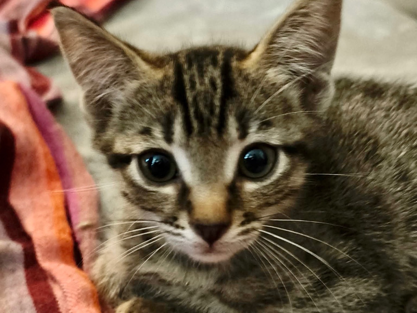 Vuoi adottare un gatto a Latina?