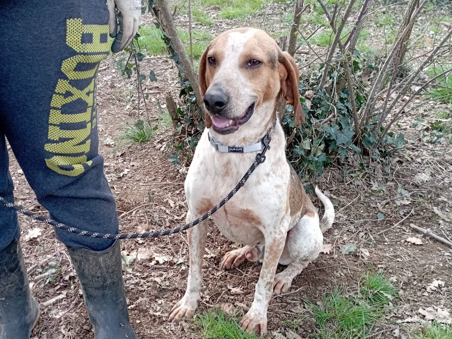 Adotta un cane, maschio, 2 anni e 3 mesi, Viterbo