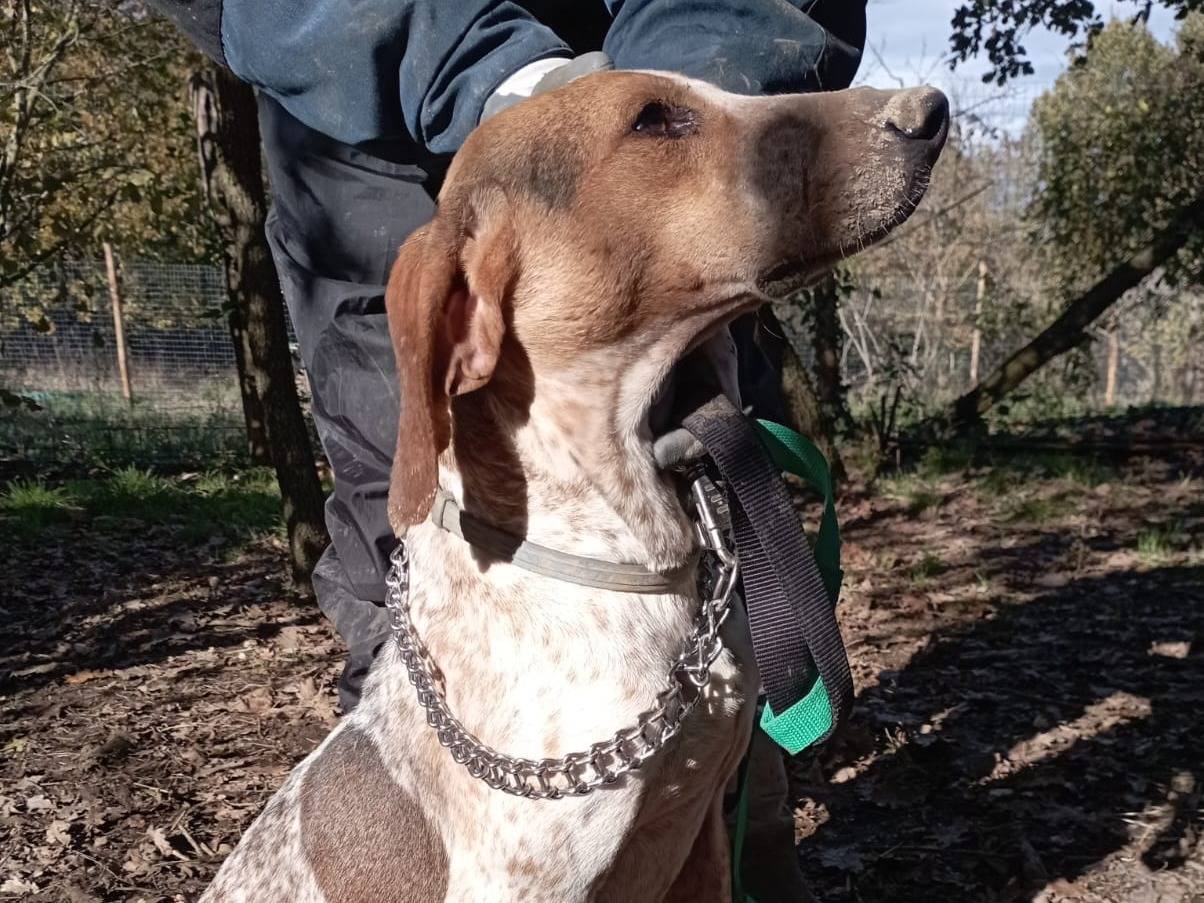 Adotta un cane, taglia media, maschio, Viterbo