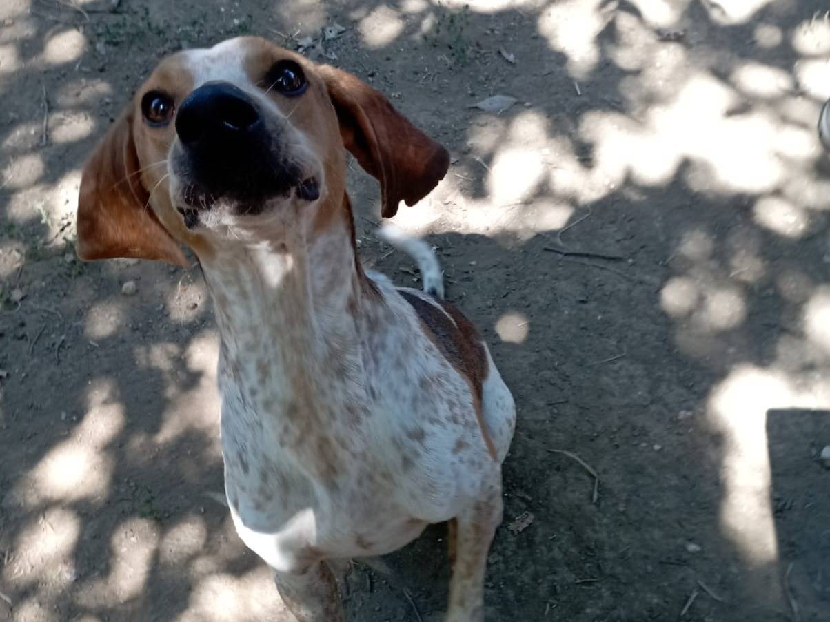 Vuoi adottare un cane a Viterbo?