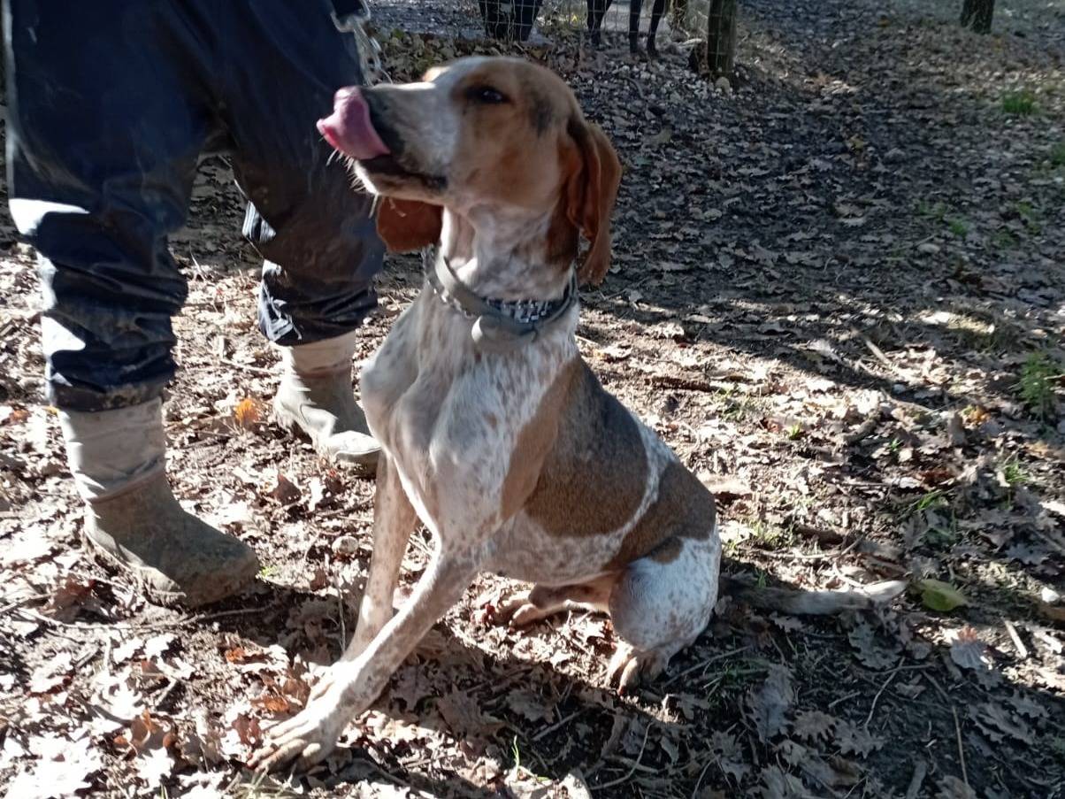 Adotta il cane Tommy a Viterbo