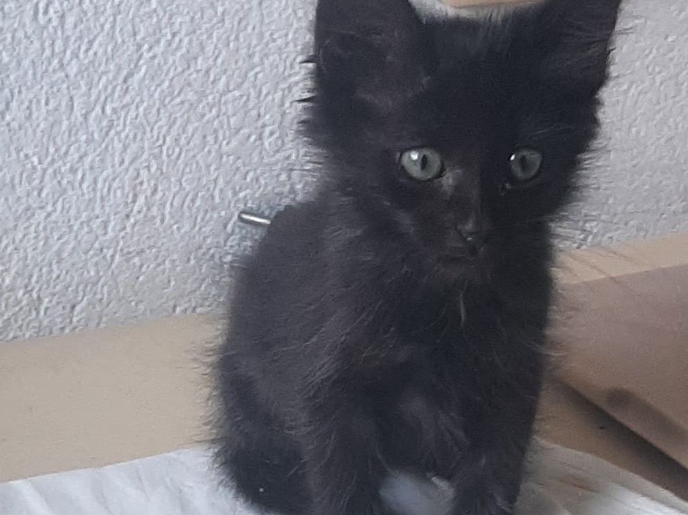 Vuoi adottare un gatto a Bergamo?