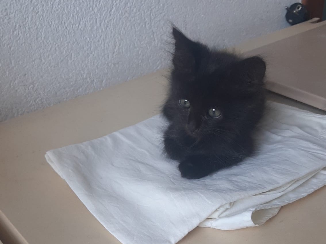 Adotta il gatto Luna a Bergamo