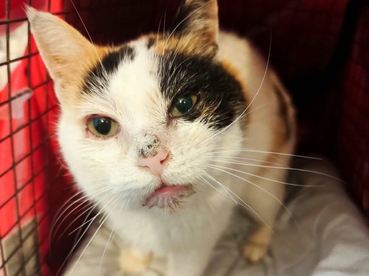 Adozione gatto, femmina, Razza sconosciuta Razza sconosciuta, 9 anni e 9 mesi, taglia non valida, Bergamo