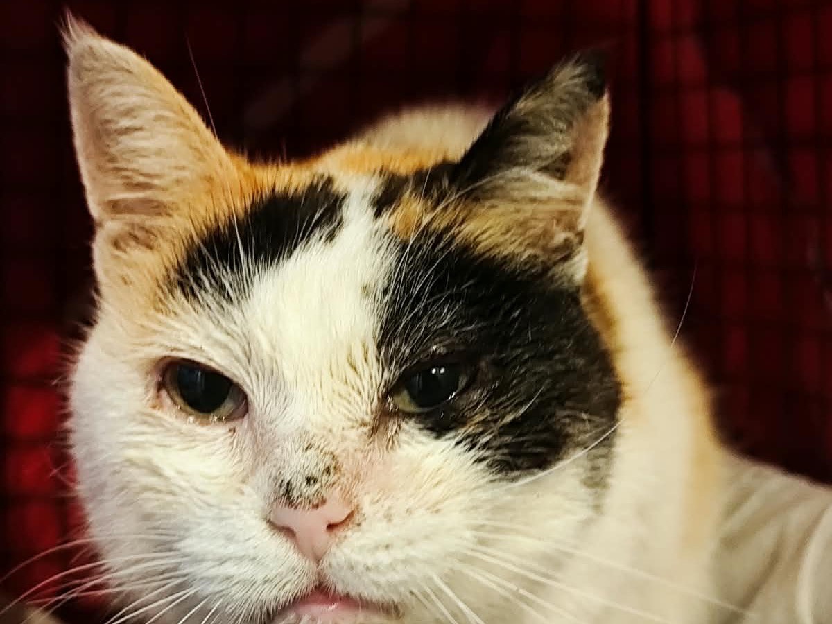 Adotta un gatto, femmina, 9 anni e 9 mesi, Bergamo
