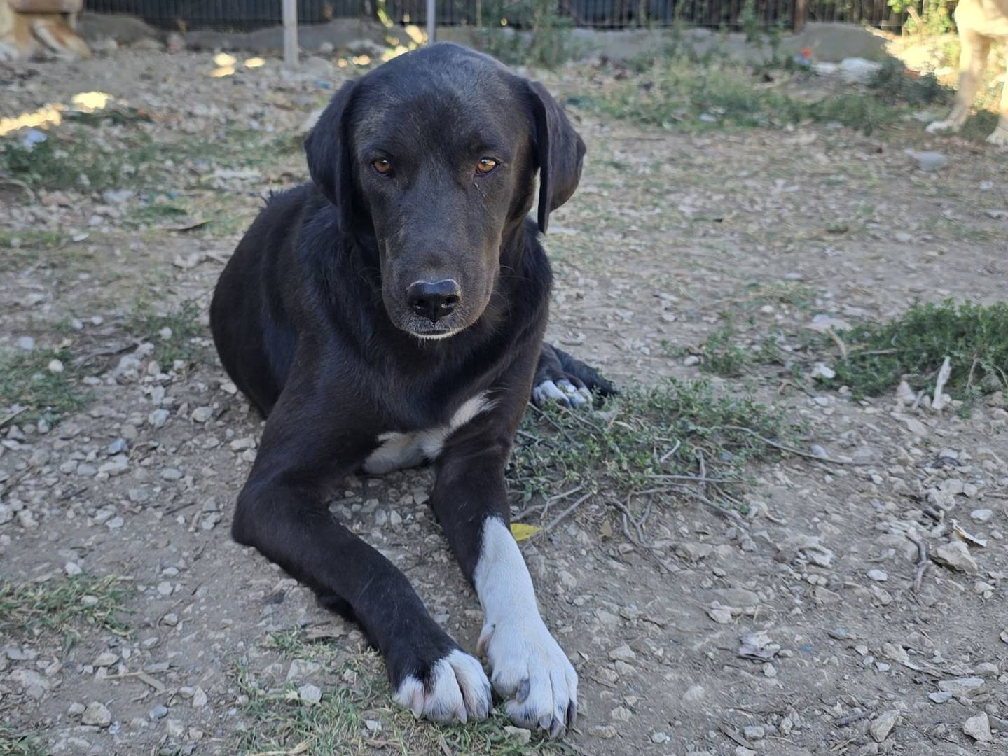 Adozione cane, femmina, Razza sconosciuta Razza sconosciuta, 2 anni e 5 mesi, taglia media, Udine