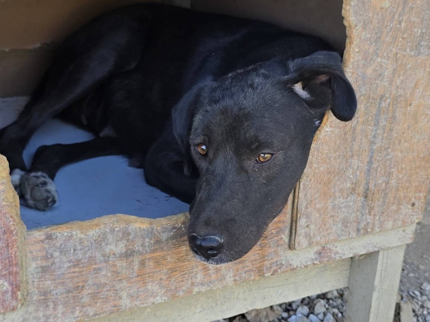 Adotta un cane, femmina, 2 anni e 5 mesi, Udine
