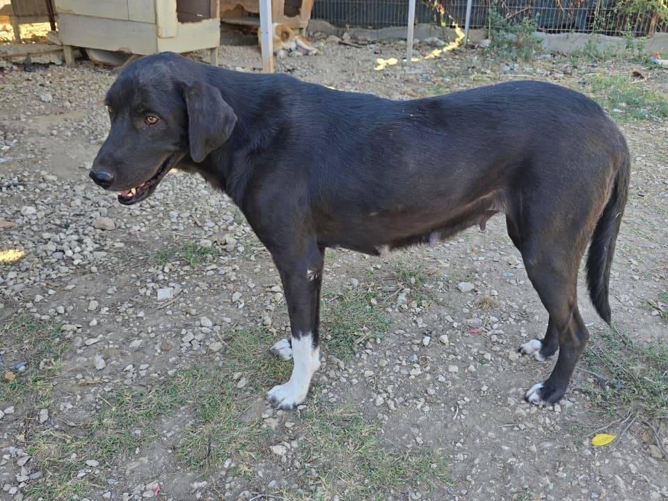 Adotta un cane, taglia media, femmina, Udine