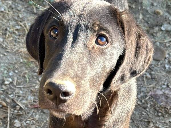 Adozione cane, maschio, Razza sconosciuta Razza sconosciuta, 4 mesi, taglia media, Udine