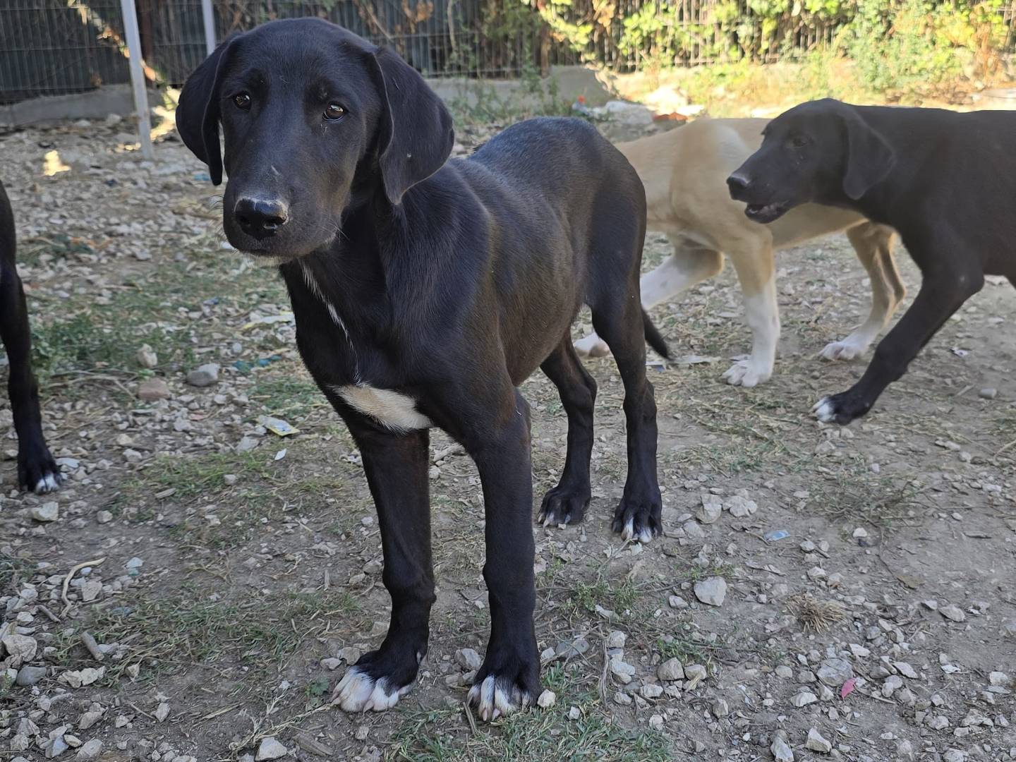 Adotta un cane, maschio, 4 mesi, Udine