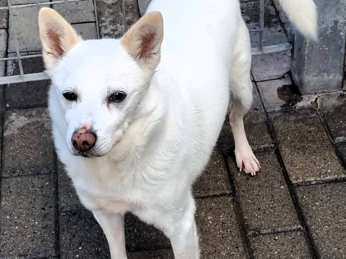 Adozione cane, maschio, Razza sconosciuta Razza sconosciuta, 13 anni e 8 mesi, taglia media, Milano