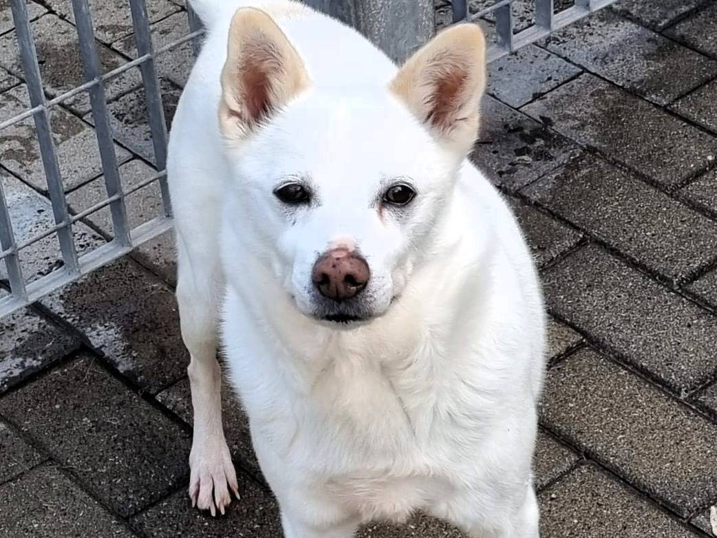 Adotta un cane, maschio, 13 anni e 8 mesi, Milano