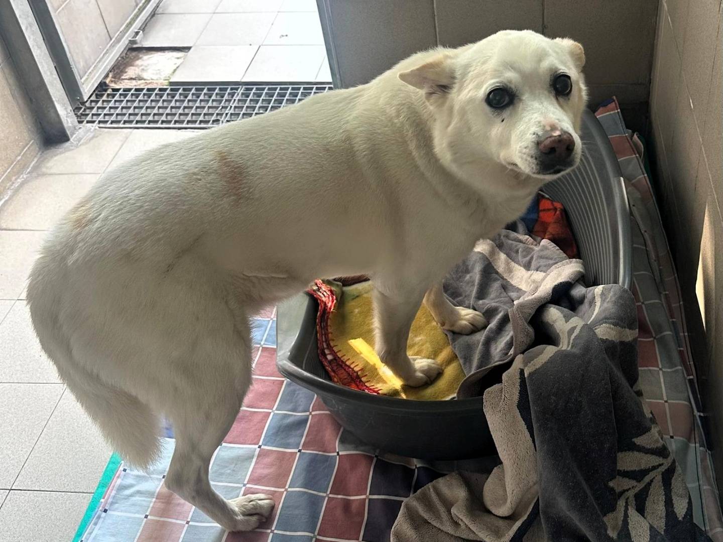 Vuoi adottare un cane a Milano?