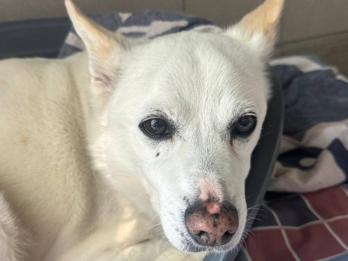 Adotta il cane FOX a Milano