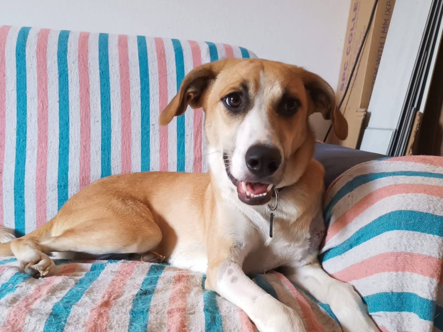 Adozione cane, femmina, Razza sconosciuta Razza sconosciuta, 6 mesi, taglia media, Roma