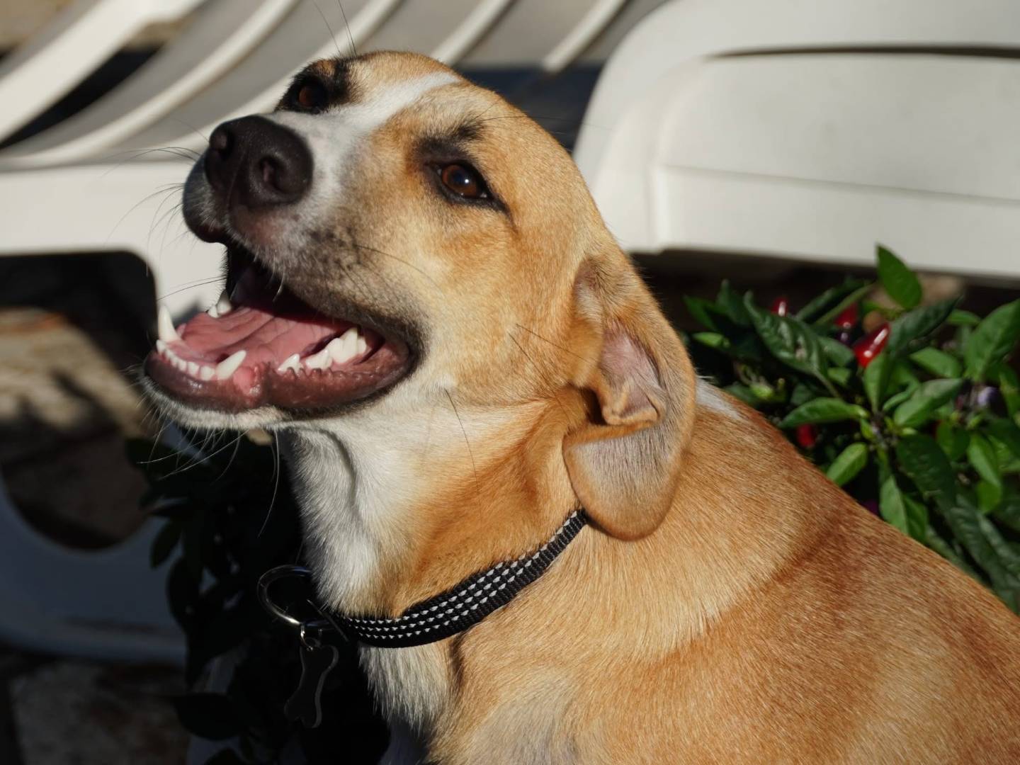 Adotta un cane, femmina, 6 mesi, Roma