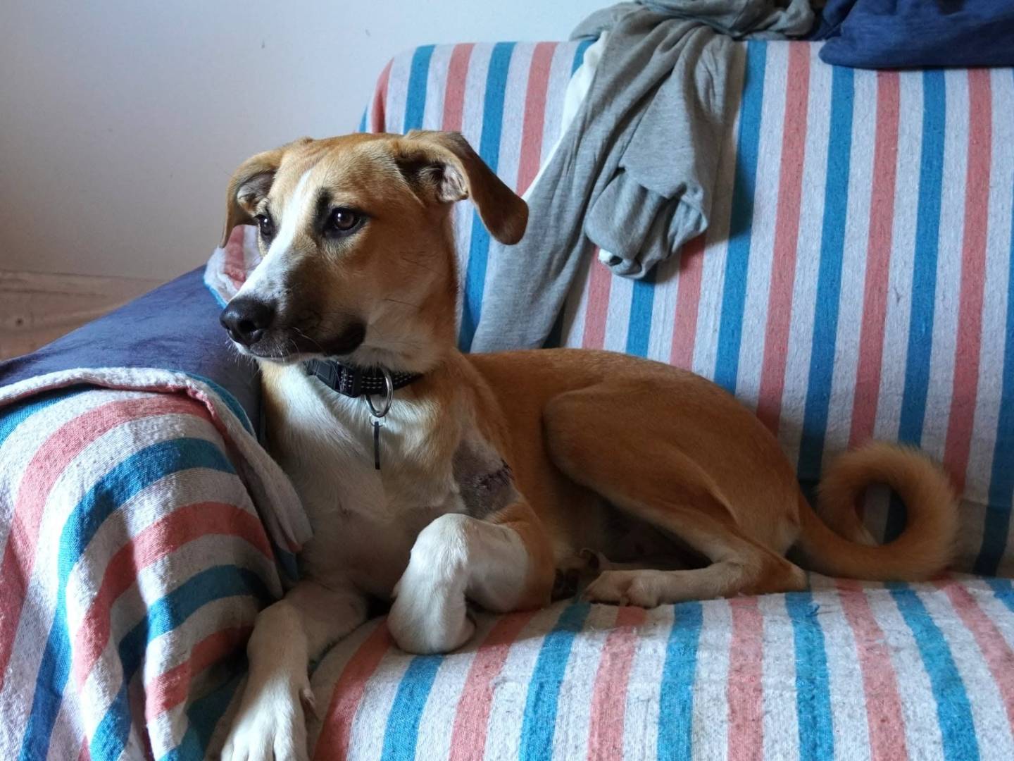 Adotta un cane, taglia media, femmina, Roma