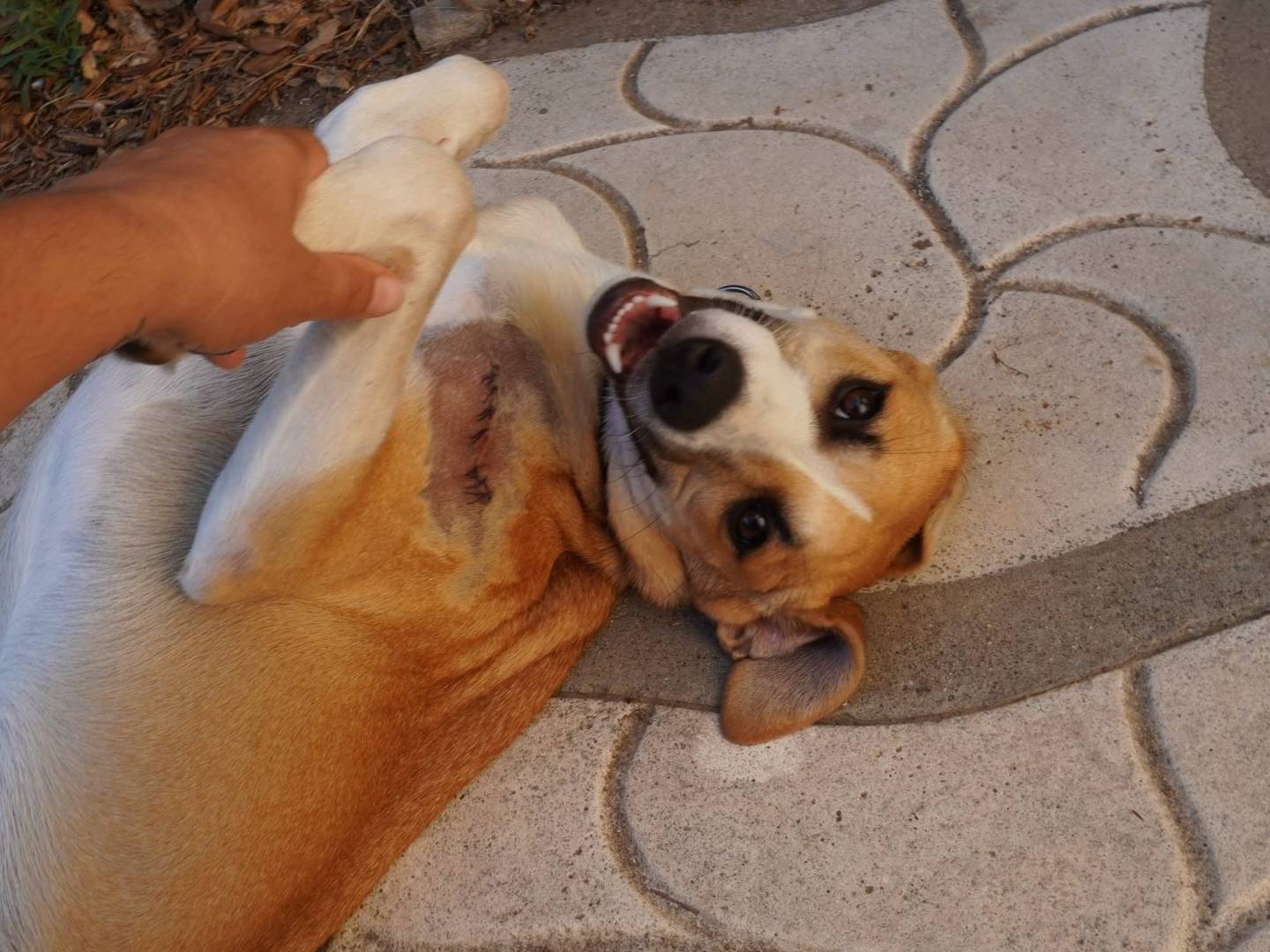 Adotta il cane STELLA a Roma
