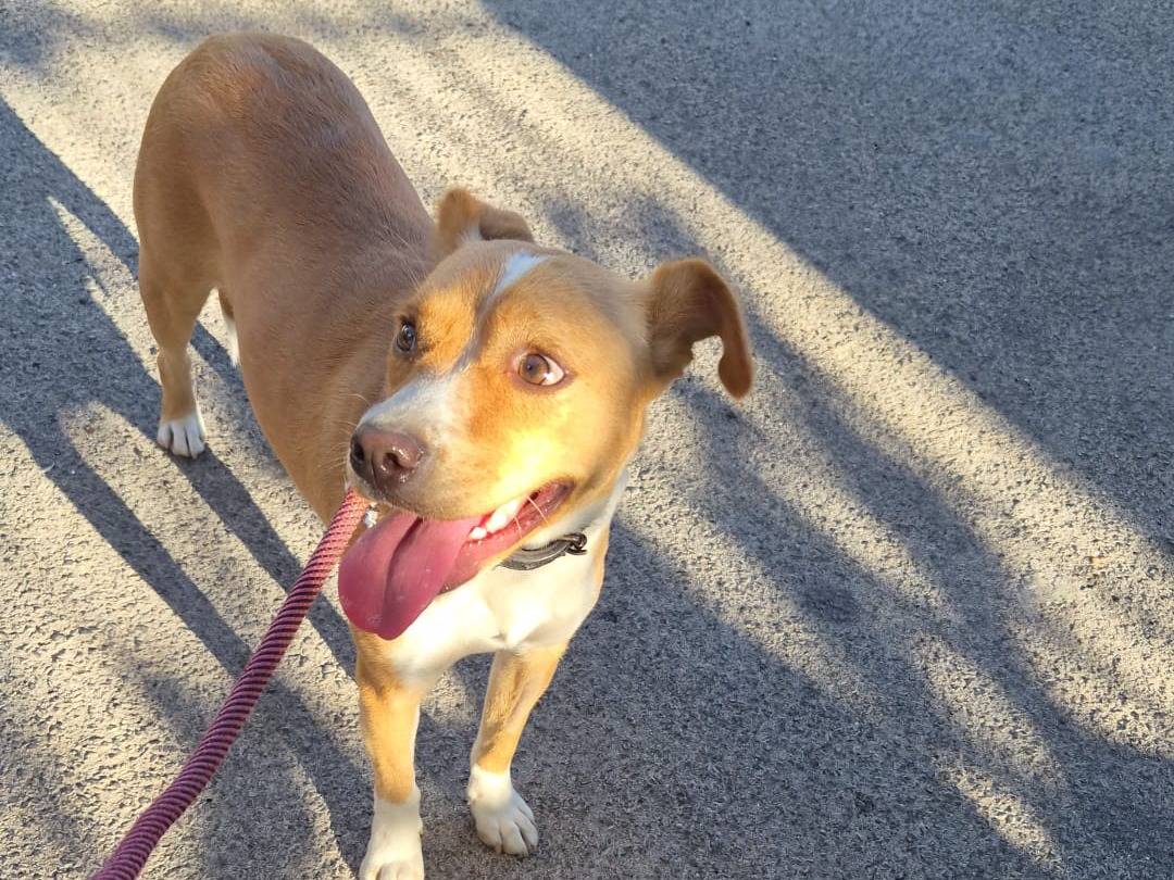Vuoi adottare un cane a Caserta?