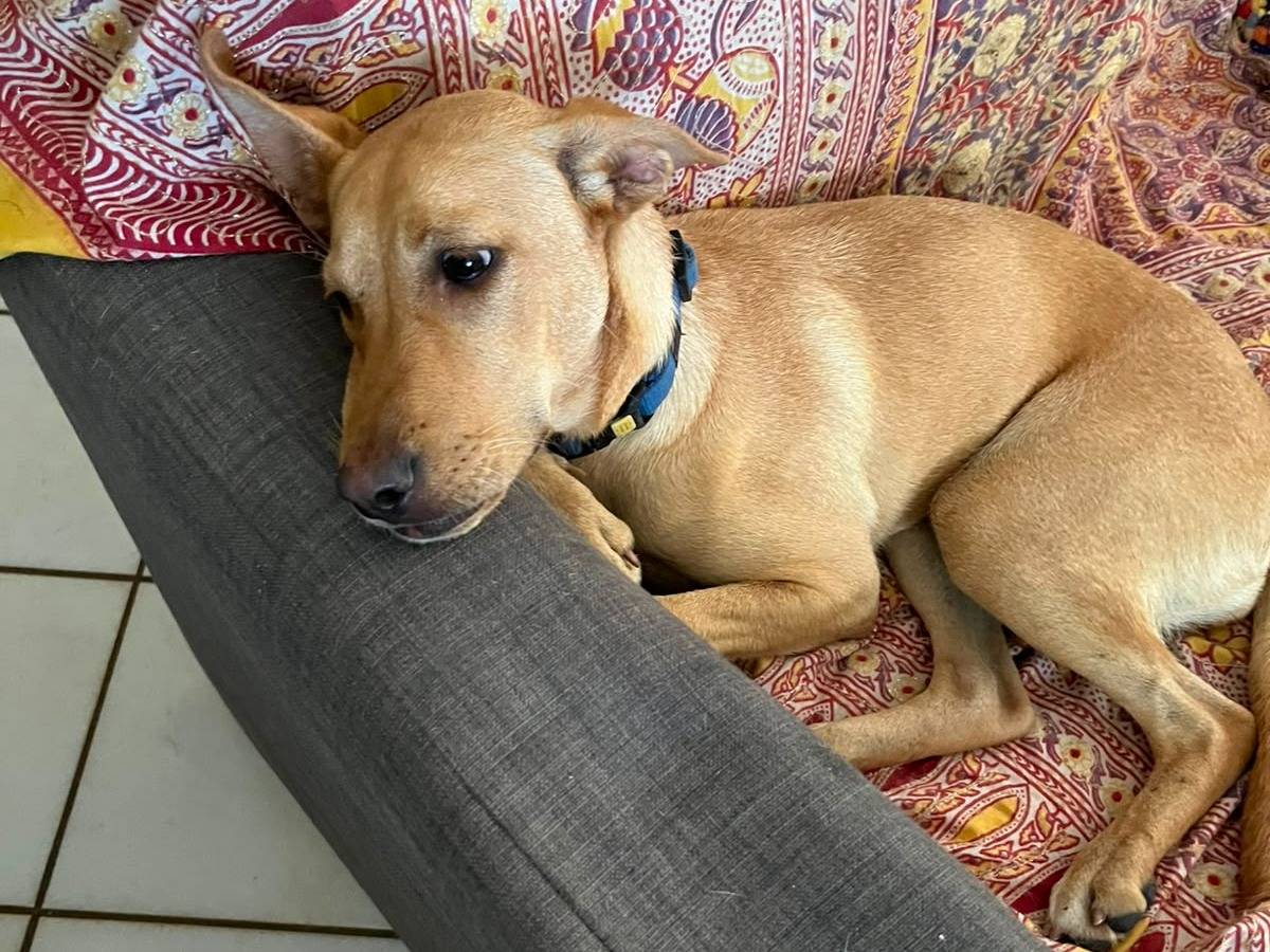 Adozione cane, femmina, Razza sconosciuta Razza sconosciuta, 10 mesi, taglia media contenuta, Napoli