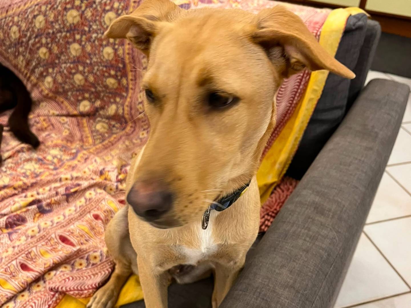 Adotta un cane, femmina, 10 mesi, Napoli