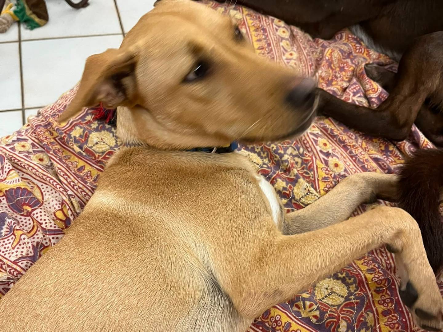 Adotta un cane, taglia media contenuta, femmina, Napoli