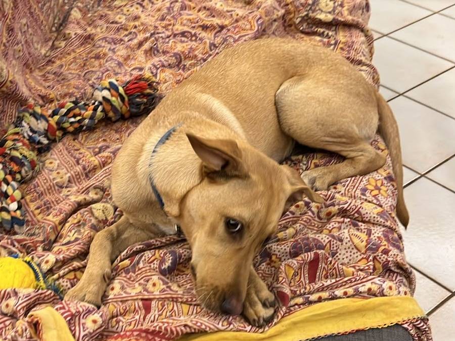Vuoi adottare un cane a Napoli?