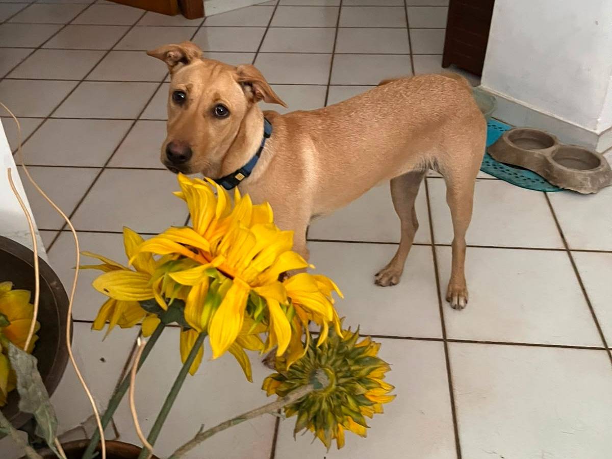 Adotta il cane Layla a Napoli