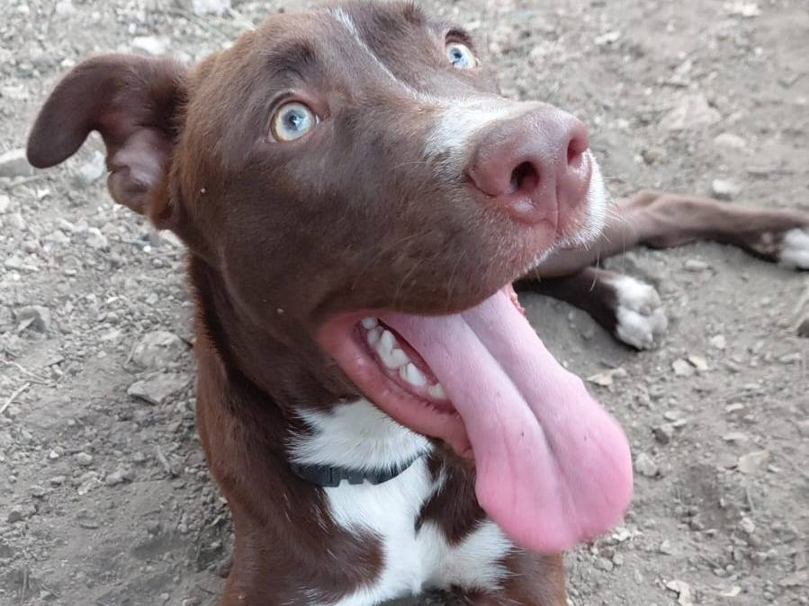 Adozione cane, maschio, Razza sconosciuta Razza sconosciuta, 6 mesi, taglia media, Napoli
