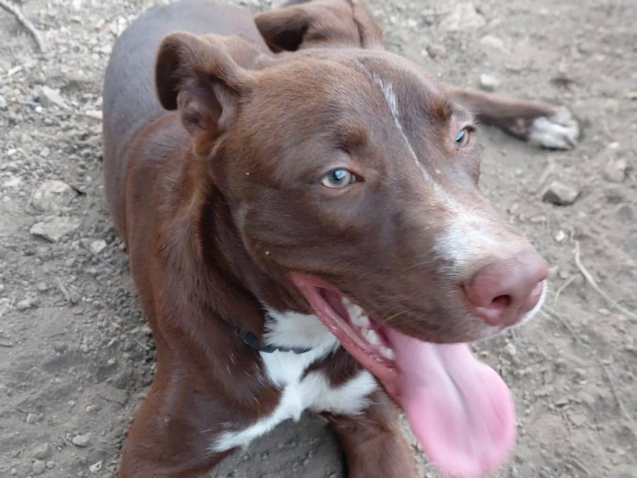 Adotta un cane, maschio, 6 mesi, Napoli