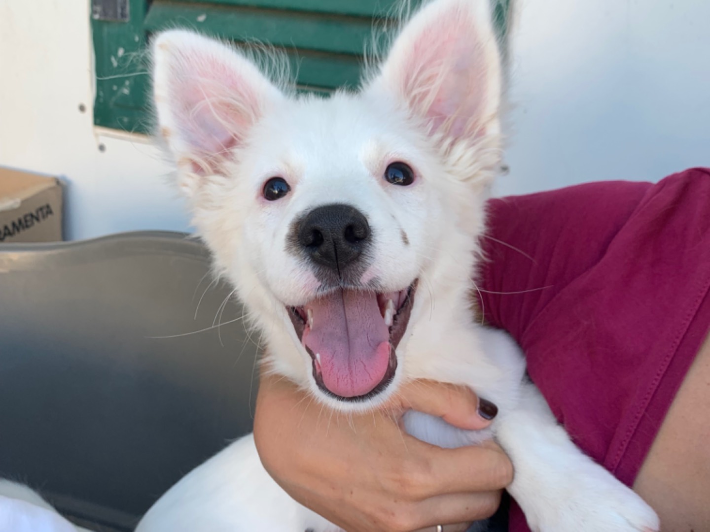 Adozione cane, femmina, Razza sconosciuta Razza sconosciuta, 3 mesi, taglia media contenuta, Napoli