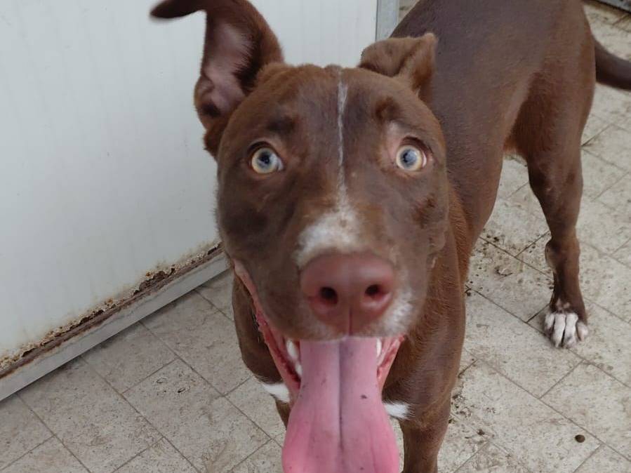 Adotta un cane, taglia media, maschio, Napoli