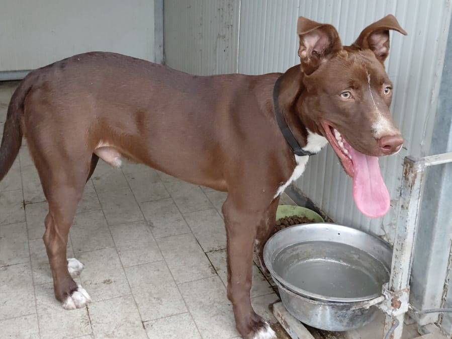Vuoi adottare un cane a Napoli?