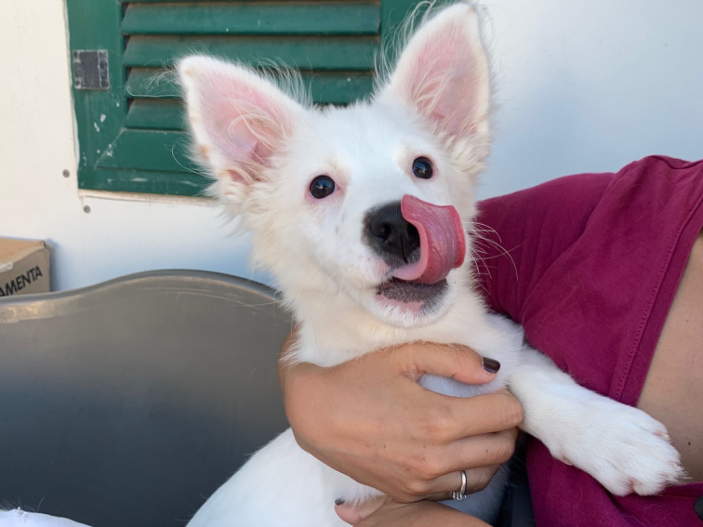 Adotta un cane, femmina, 3 mesi, Napoli