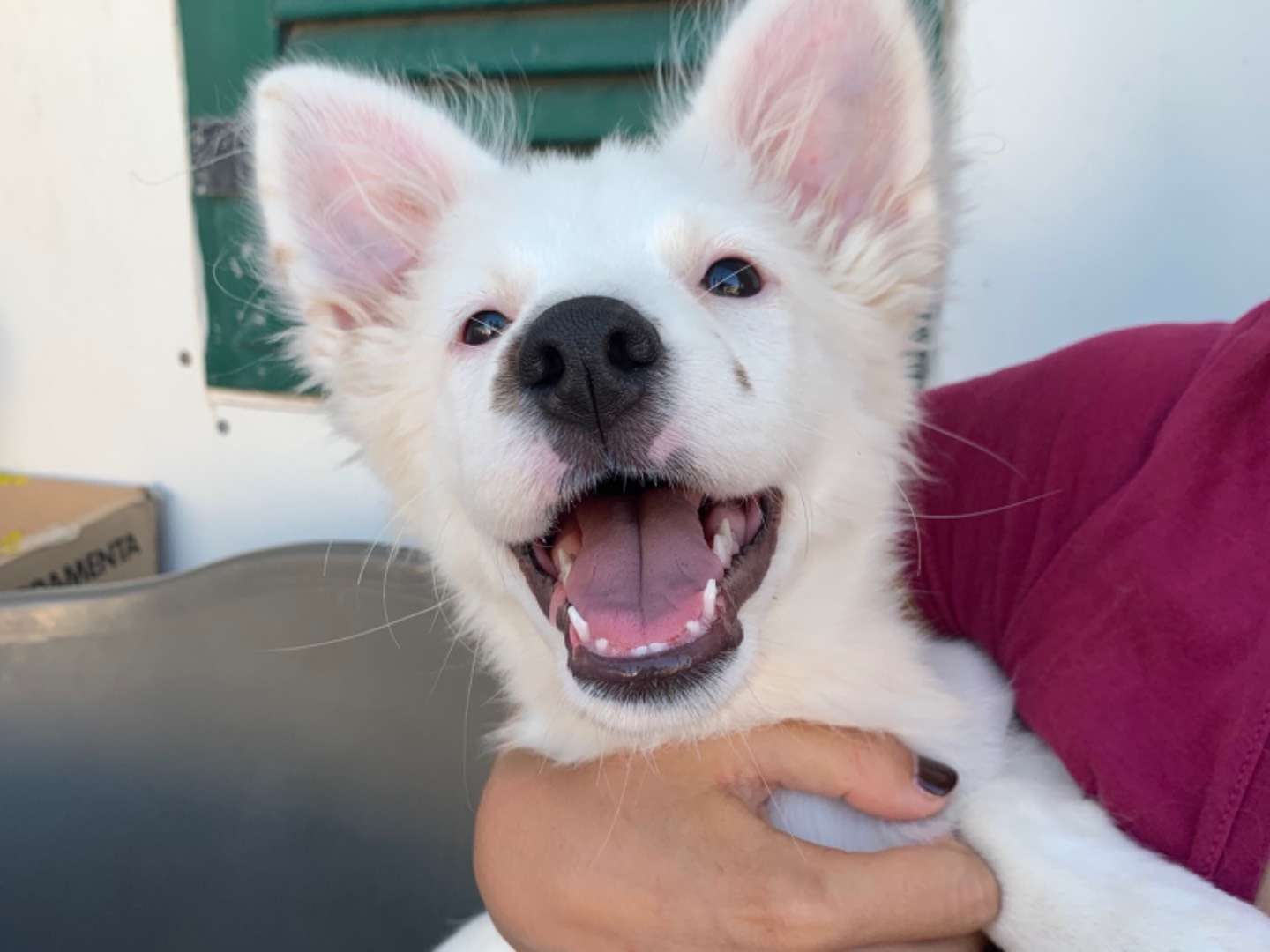 Adotta un cane, taglia media contenuta, femmina, Napoli