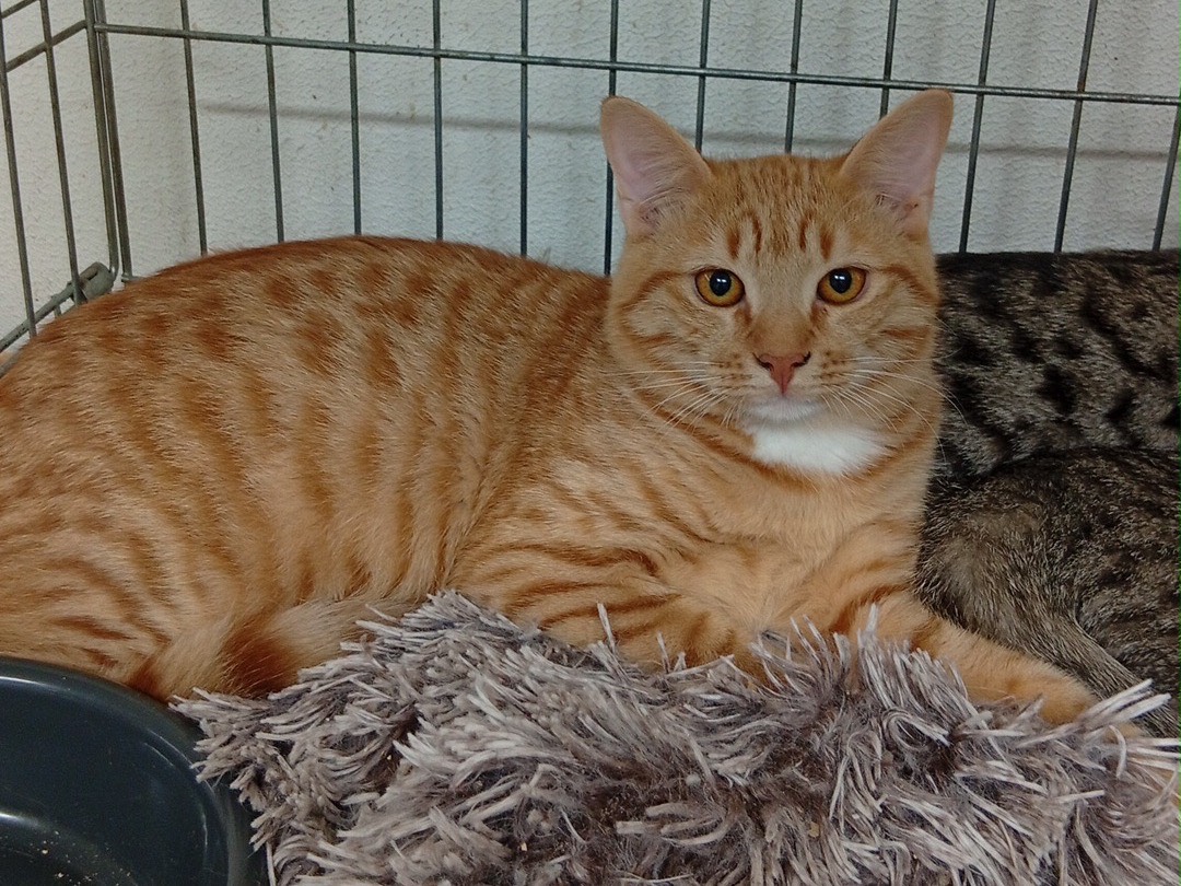 Adozione gatto, maschio, Razza sconosciuta Razza sconosciuta, 5 mesi, taglia non valida, Trento