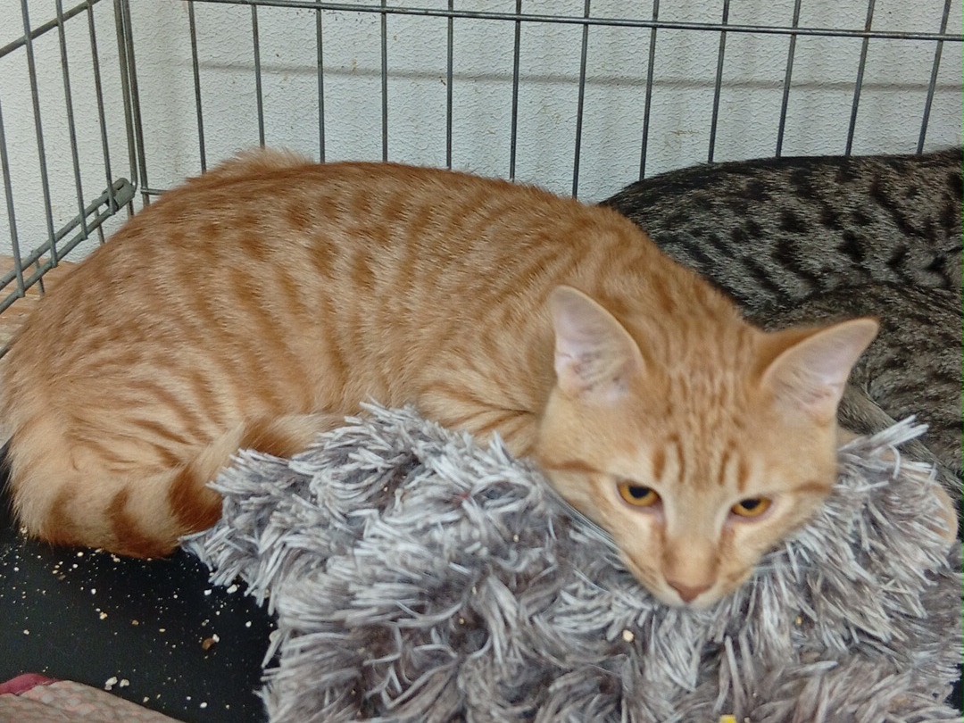 Adotta un gatto, maschio, 5 mesi, Trento