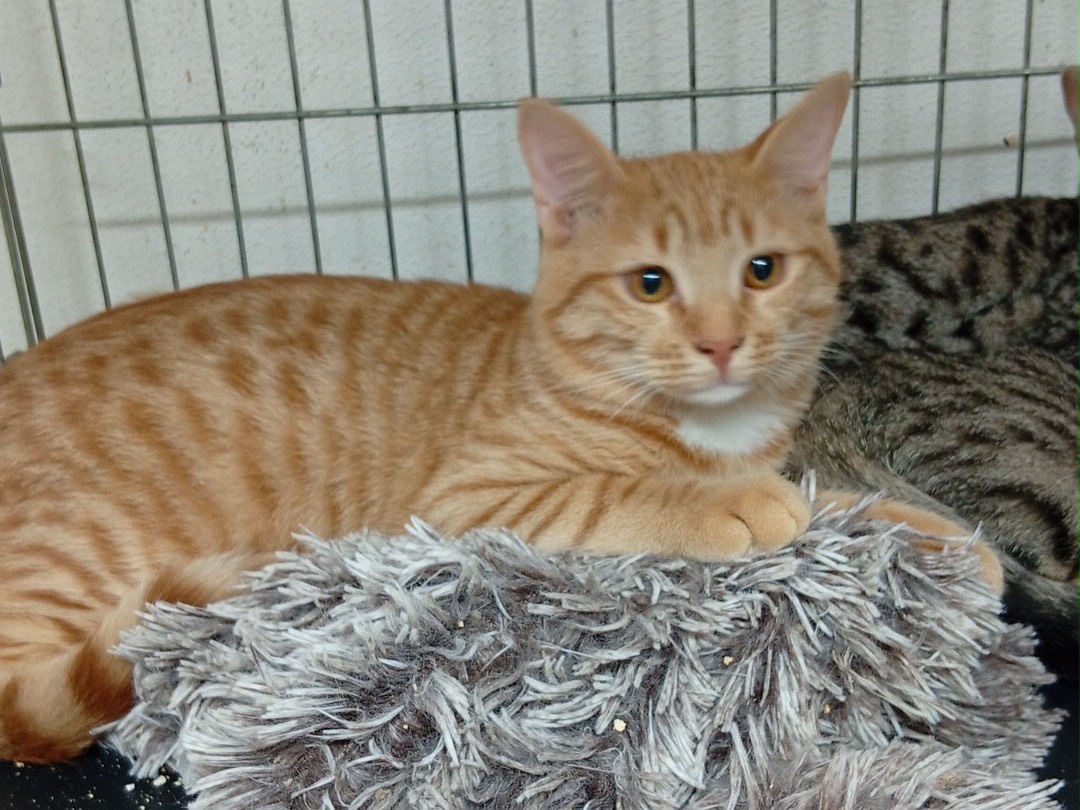 Adotta un gatto, taglia non valida, maschio, Trento