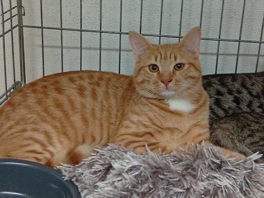 Vuoi adottare un gatto a Trento?