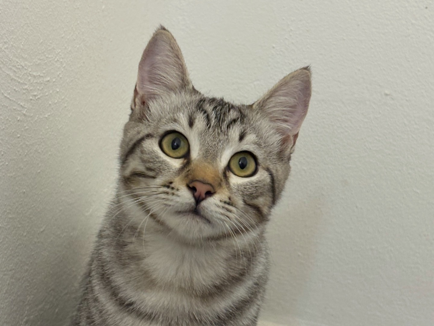 Adozione gatto, maschio, Razza sconosciuta Razza sconosciuta, 4 mesi, taglia non valida, Milano