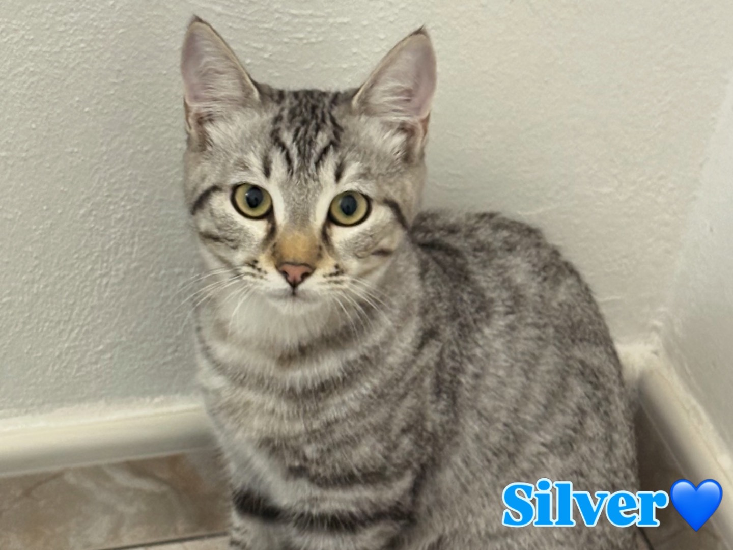 Adotta un gatto, maschio, 4 mesi, Milano