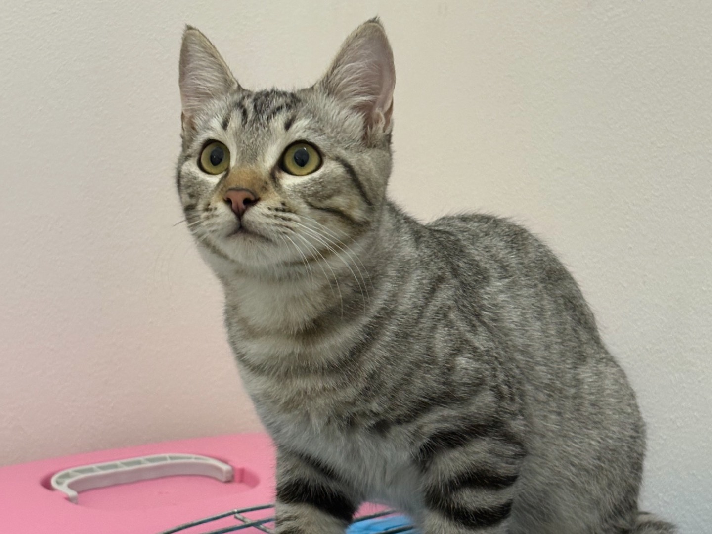 Adotta un gatto, taglia non valida, maschio, Milano